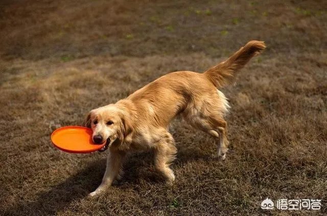 为什么大家都不敢养金毛犬?