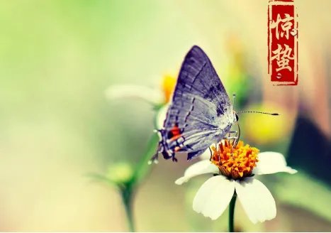 惊蛰怎么读音