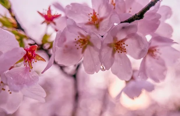 2019成都樱花节时间什么时候 成都樱花节时间地点门票