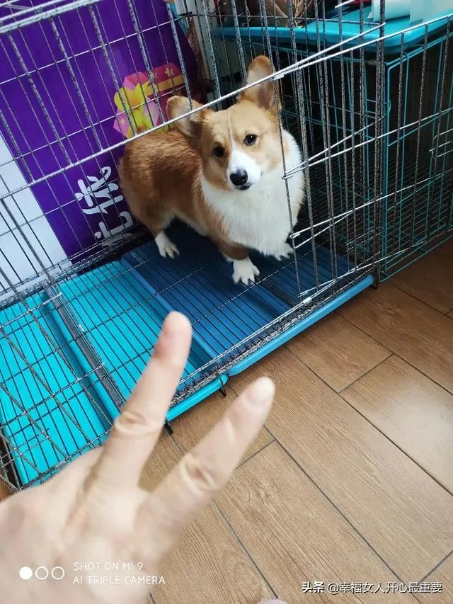 养一只柯基一年大概要多少钱?