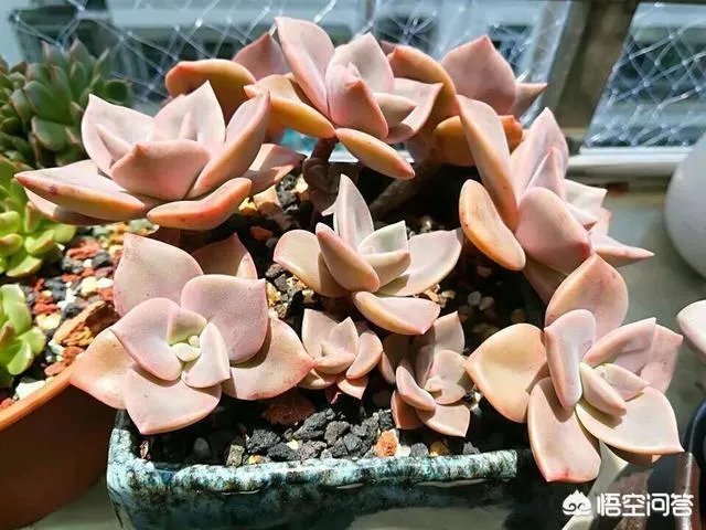不同的多肉植物,在度夏时,有什么区别吗?