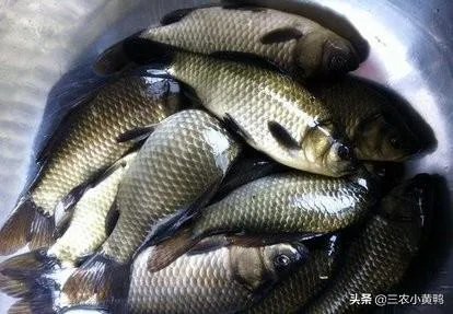鱼塘随便放三四条小鲫鱼能繁殖越来越多吗?