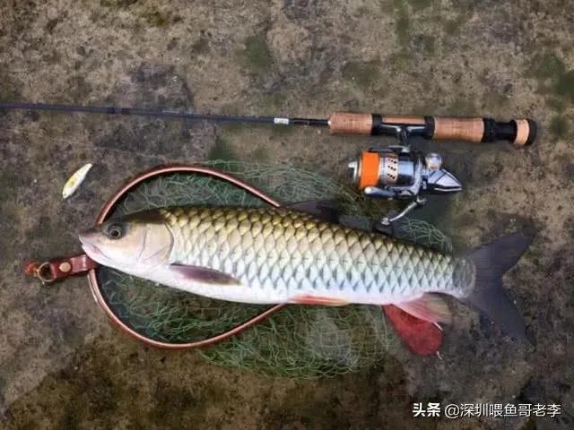 谁可以分享一下路亚钓鱼技巧?