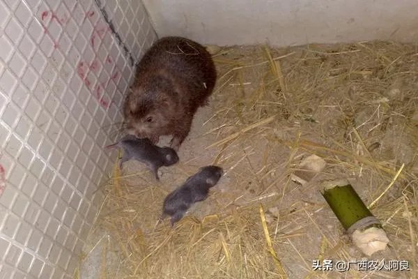 疫情后,竹鼠养殖前景会如何?