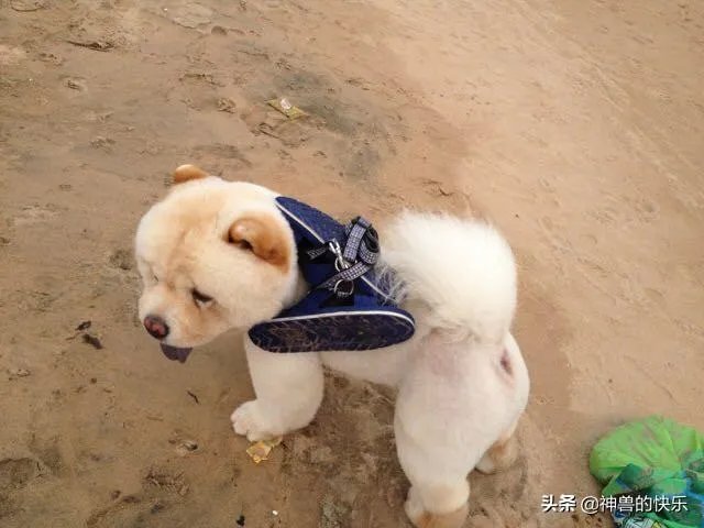 狗为什么晚上没人的时候会发出哀鸣声?