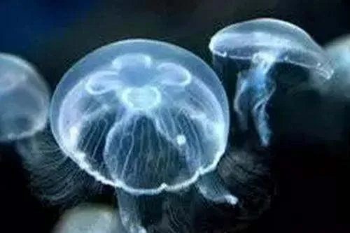 人类只有3万天寿命,灯塔水母为什么能永生?