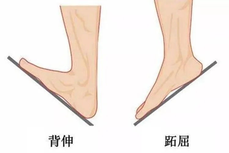 踝关节跖屈和背伸图片