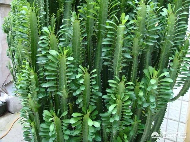 龙骨花和量天尺如何区分?