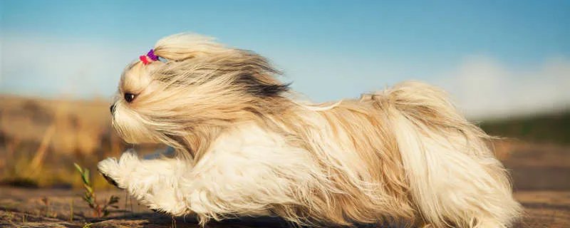 大白熊犬咳嗽怎么办 大白熊犬咳嗽什么原因