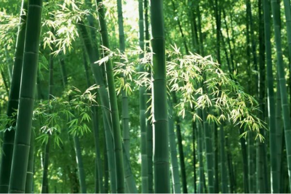 竹的笔顺笔画