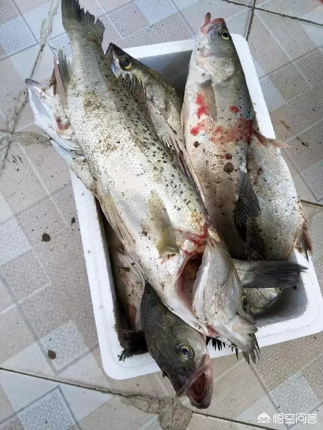 海中钓鱼用什么饵?