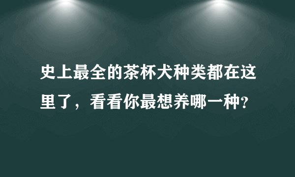 史上最全的茶杯犬种类都在这里了,看看你最想养哪一种?
