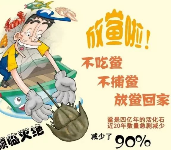 中华鲎能活多久?中华鲎最大能长多大