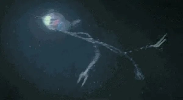 木卫二有海洋吗?有人说木卫二的海洋中存在类似海豚的生命,对吗?