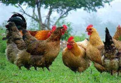 澳洲爆发H7N7禽流感,今年的地球到底怎么了