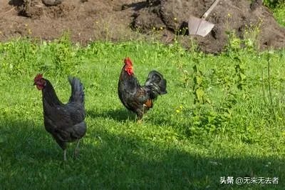 我想回家养鸡,但找不到销路怎么办?