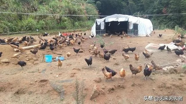 我想回家养鸡,但找不到销路怎么办?