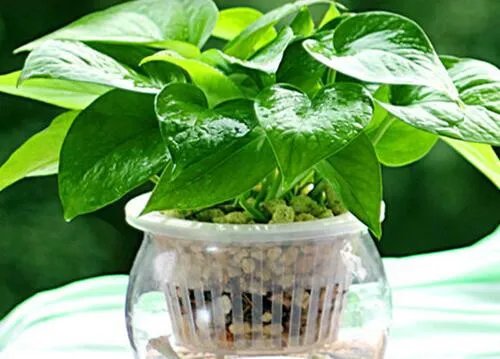 绿色植物的作用有哪些 绿色植物的四大作用