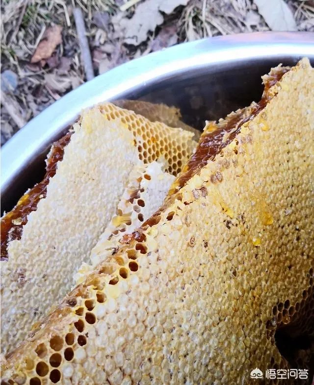 农村人自己养的蜂蜜怎么样?贵吗?