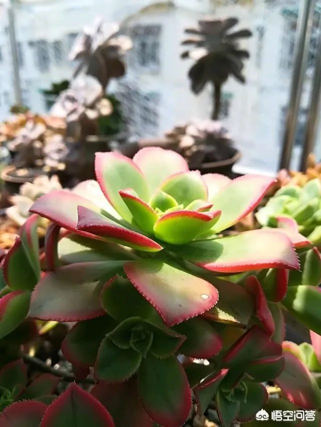 不同的多肉植物,在度夏时,有什么区别吗?
