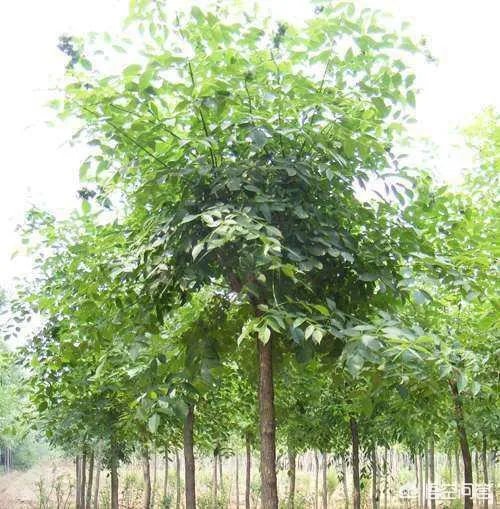 怎样区别白蜡和复叶槭？