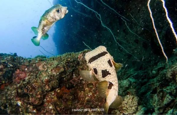 为什么潜水时不能触摸海洋生物?