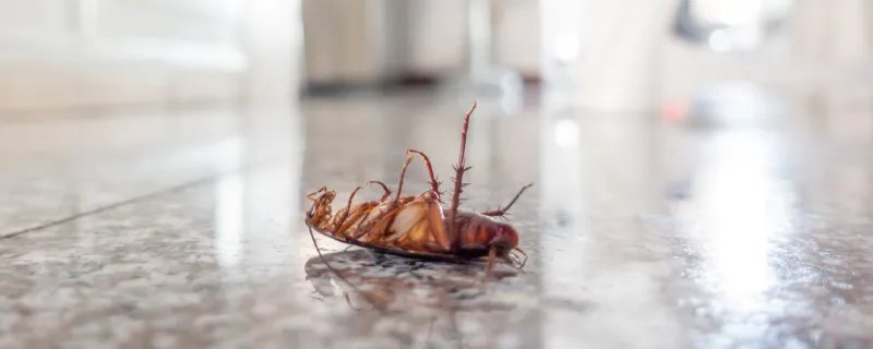 什么吃蟑螂 有什么生物吃蟑螂的