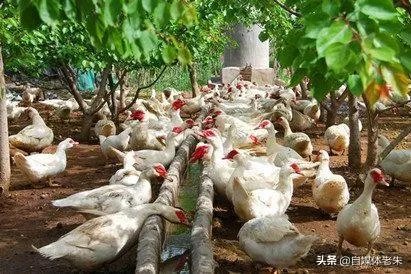 疫情后,竹鼠养殖前景会如何?