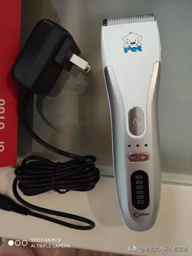 养一只柯基一年大概要多少钱?