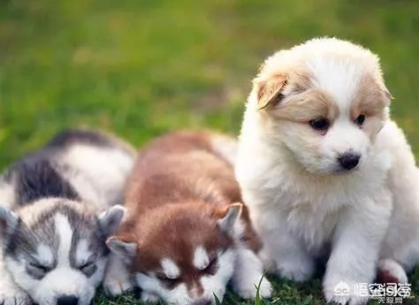 学宠物美容以后就可以自己开店吗?有哪些建议?