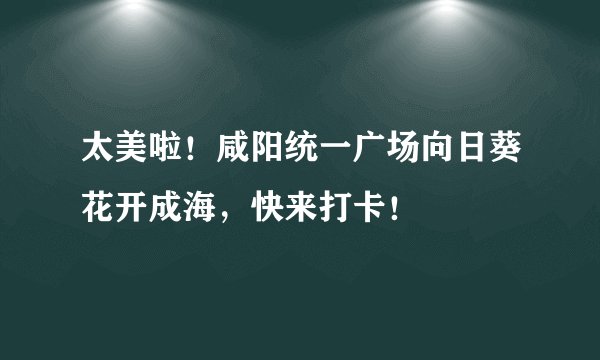 太美啦！咸阳统一广场向日葵花开成海，快来打卡！