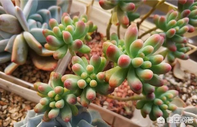 不同的多肉植物,在度夏时,有什么区别吗?