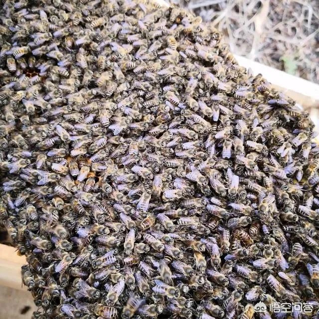 农村人自己养的蜂蜜怎么样?贵吗?