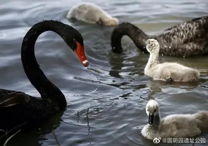北京圆明园野天鹅禽流感疫情，会传染我们吗？