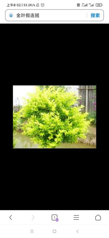 这是什么植物?