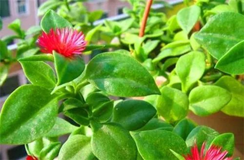 绿色植物的作用有哪些 绿色植物的四大作用