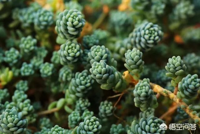 不同的多肉植物,在度夏时,有什么区别吗?