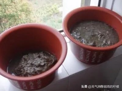 碗莲入土方法图解?
