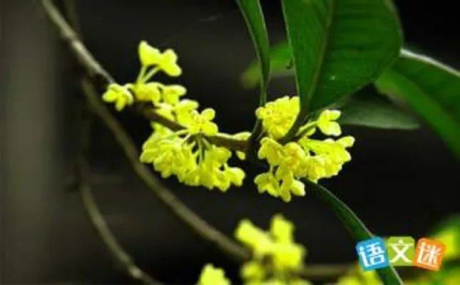 桂花香
