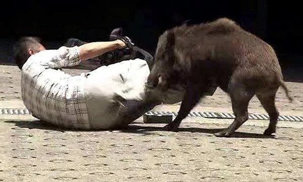 如何看待“野猪闯进南京大学校园，保卫处介入处理”？