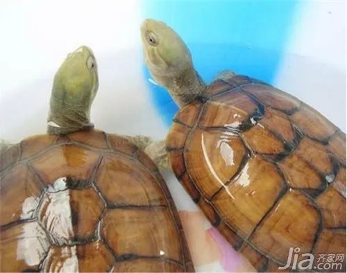 乌龟种类有哪些?常见乌龟种类大全