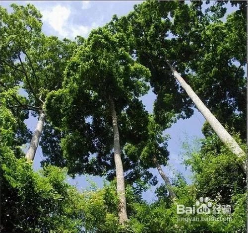 西双版纳著名的景点