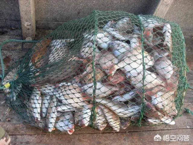 海中钓鱼用什么饵?
