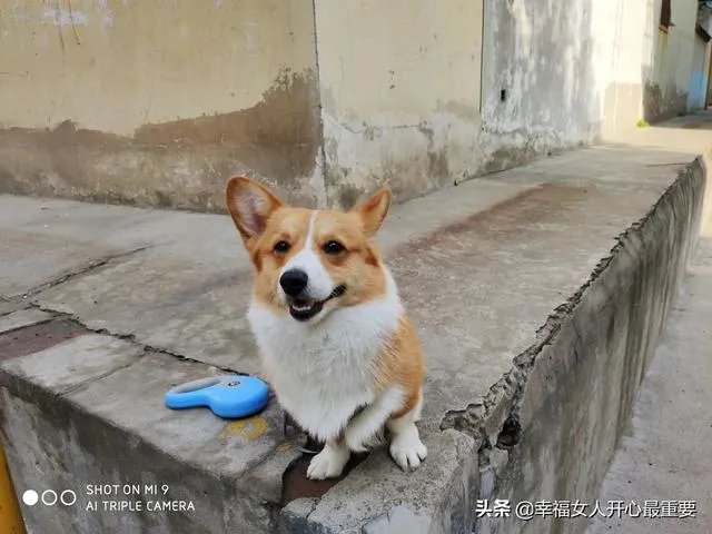 养一只柯基一年大概要多少钱?