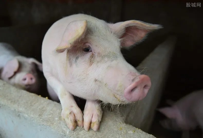 宁波猪肉价格行情 今日生猪多少钱一斤