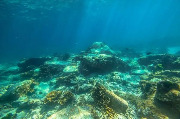 为什么潜水时不能触摸海洋生物?