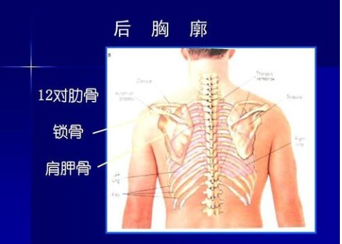 肩胛骨在哪图片