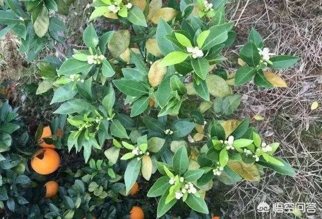 如何给柑橘苗除花?