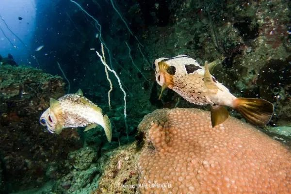 为什么潜水时不能触摸海洋生物?