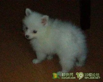 什么是狐狸狗
